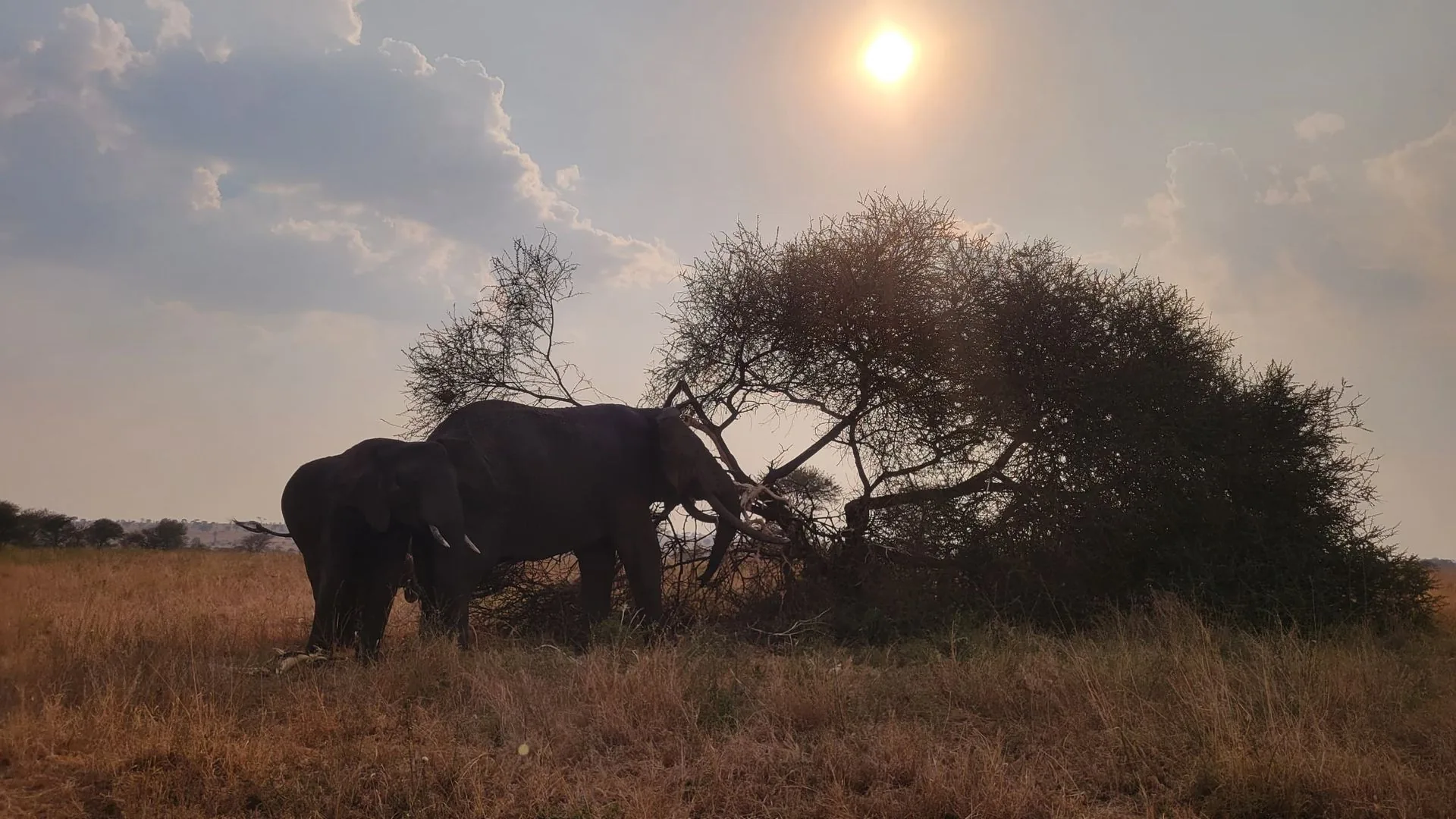 Elephants beneath an acacia at golden hour in Tanzania