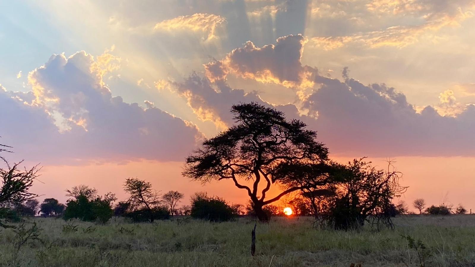 Serengeti landscape at golden hour